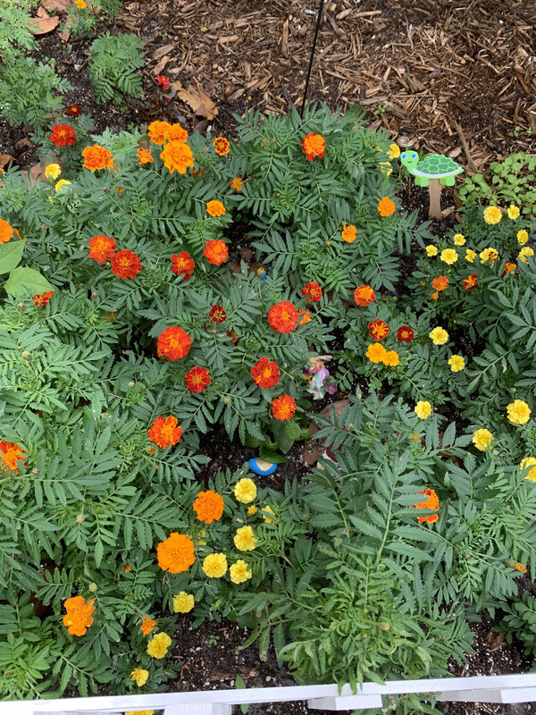 a close up of some of the marigolds with a blue rock with a golden heart on it, a pink, purple, blue fairy, and the turtle stick