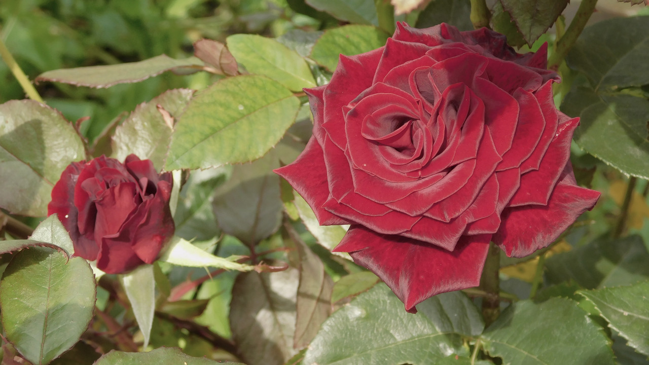 Август дачный кукольный 2023 266