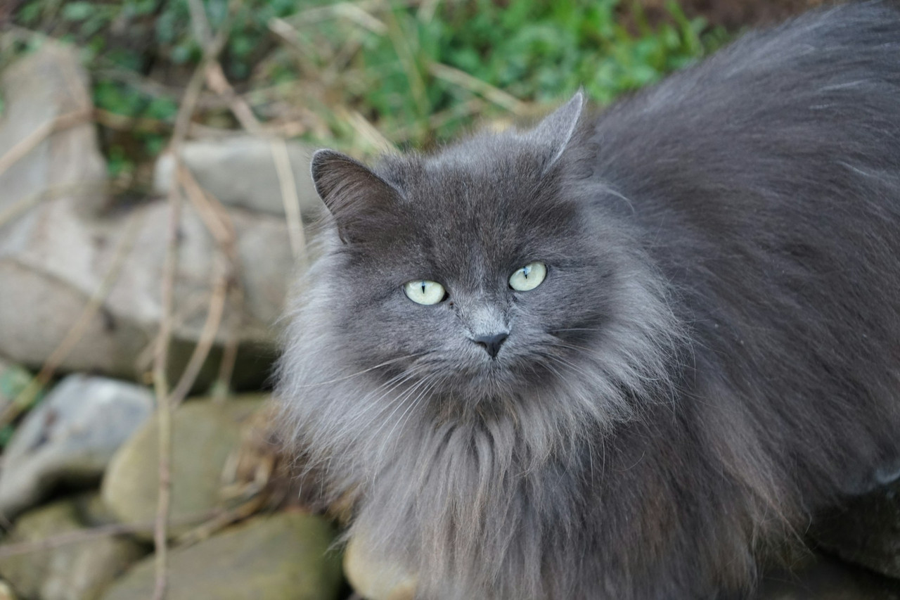 viktoriia muzyka 7q YE43h IVj Q unsplash