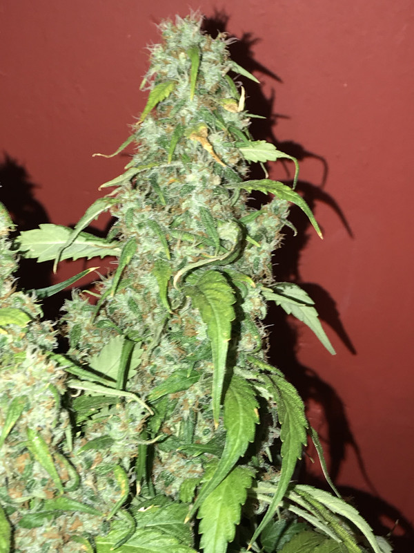 566024C1-43B5-4528-BBDD-46EB10357B68