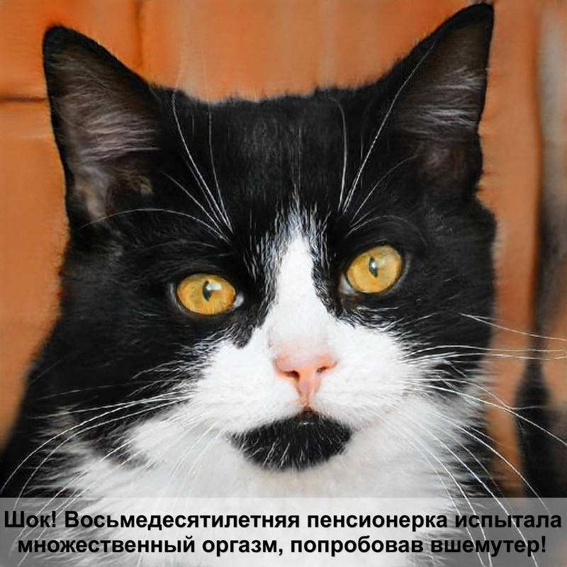 мраморный окрас шотландских кошек