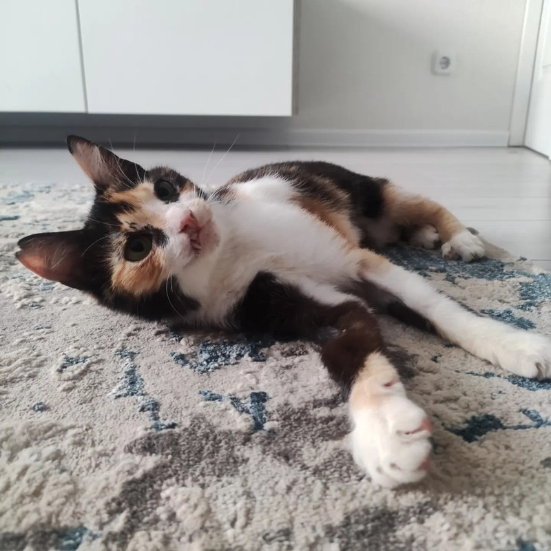 50tlBxqWBu9L_s-q6bnoevepLGNJBgcHzgftI7oJG5v4s4nXo-8uf2yKts51jwizG1N0kNl5BMOJqfk2mMS5XRSr