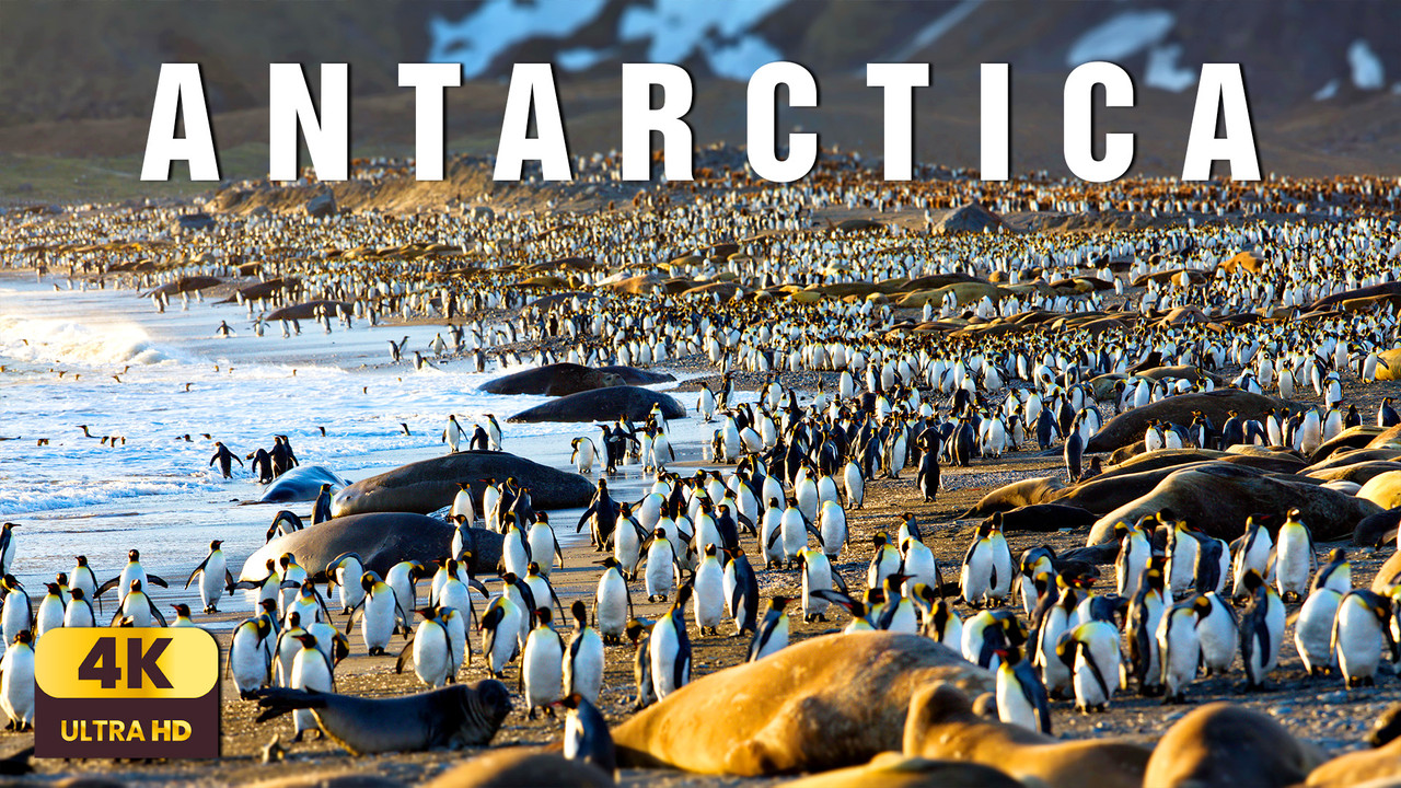 Antarctica – A Cinematic Journey Into Earth’s Frozen South | Relaxing Nature Film 4K