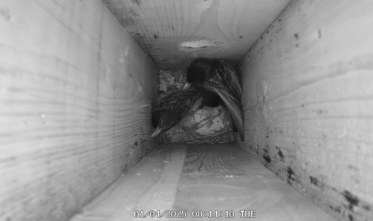 Mājas strazds 2025 Tiešraide - YouTube - 111_42