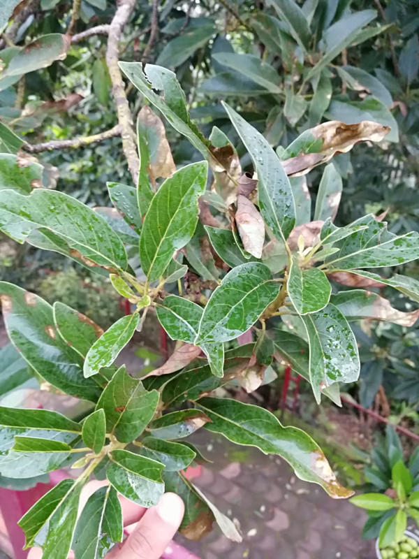 avocado disease 2