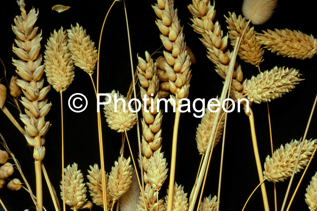 2019-04-22_10271 G7 LED Velvia (C  Script )