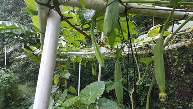 [Image: FB-IMG-1595690610847.jpg]