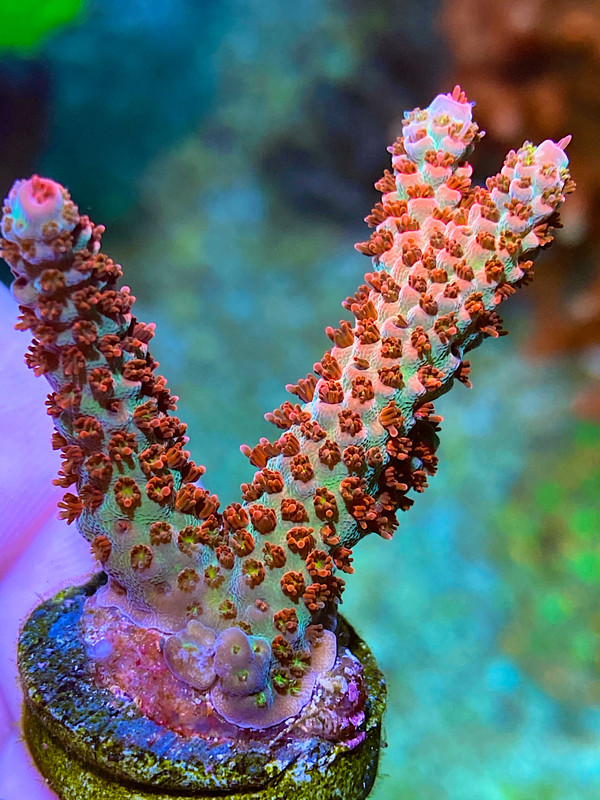 6F701A46-BD42-43B8-B7E3-3933C4922125