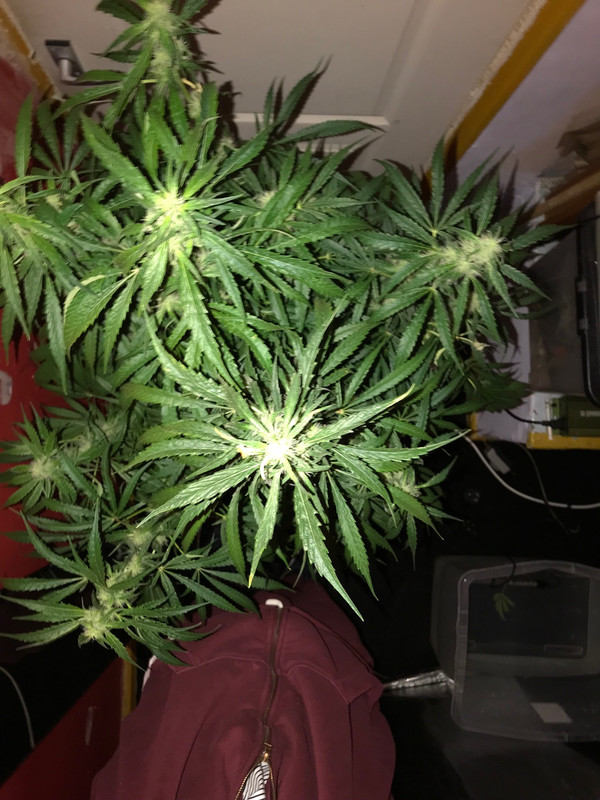 135A0DCF-939D-485C-B2A8-BD3EF2A84248