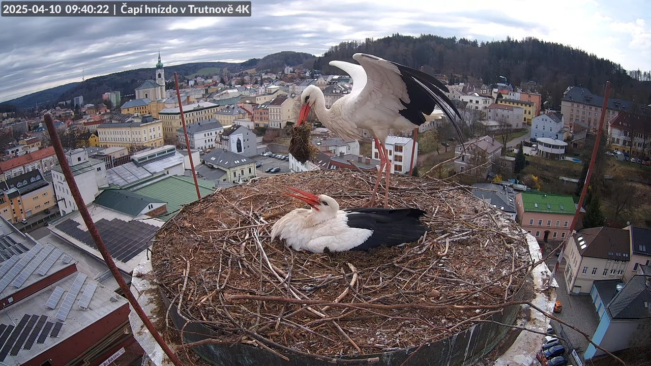 Živě z čapího hnízda na pivovarském komíně v Trutnově 12-8-44 screenshot