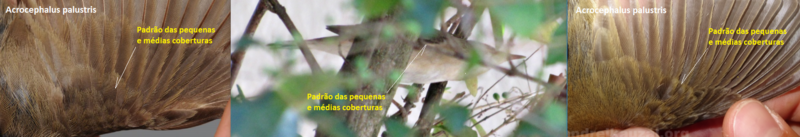 Felosa palustre ( Acrocephalus palustris ) A2