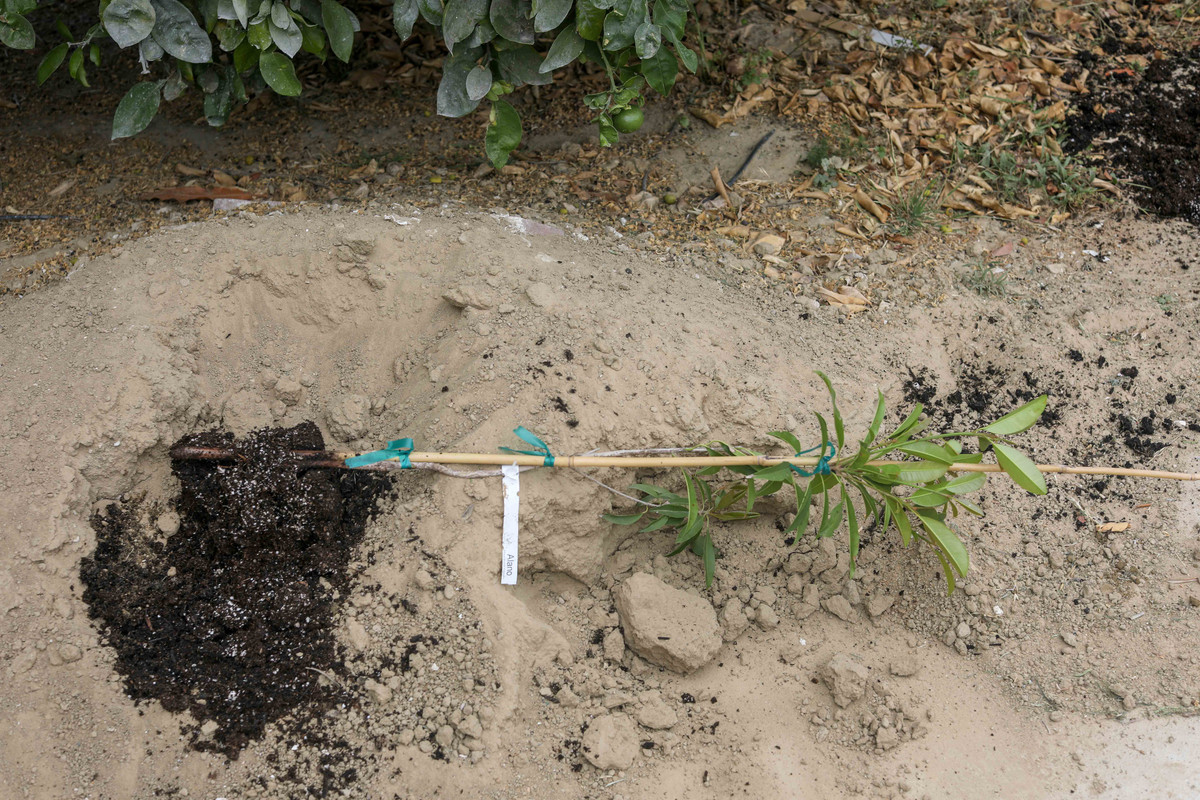 Alano Sapodilla Root Ball & Tree (6-3-2017)