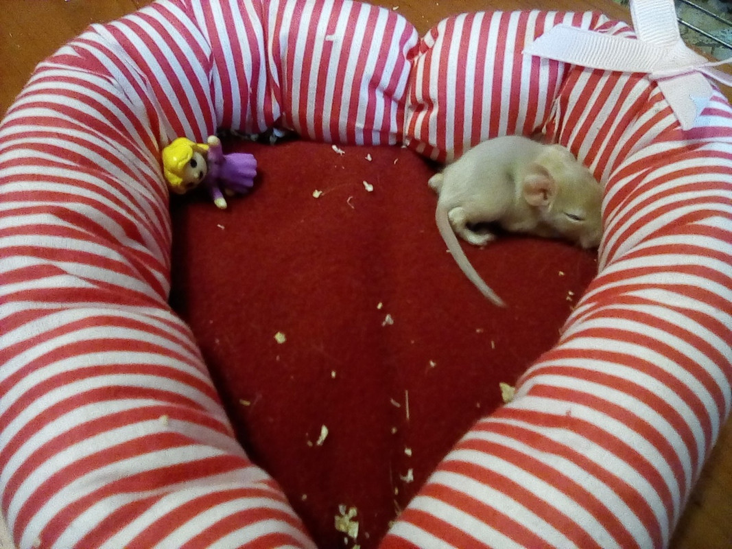 Амалия самая крупная