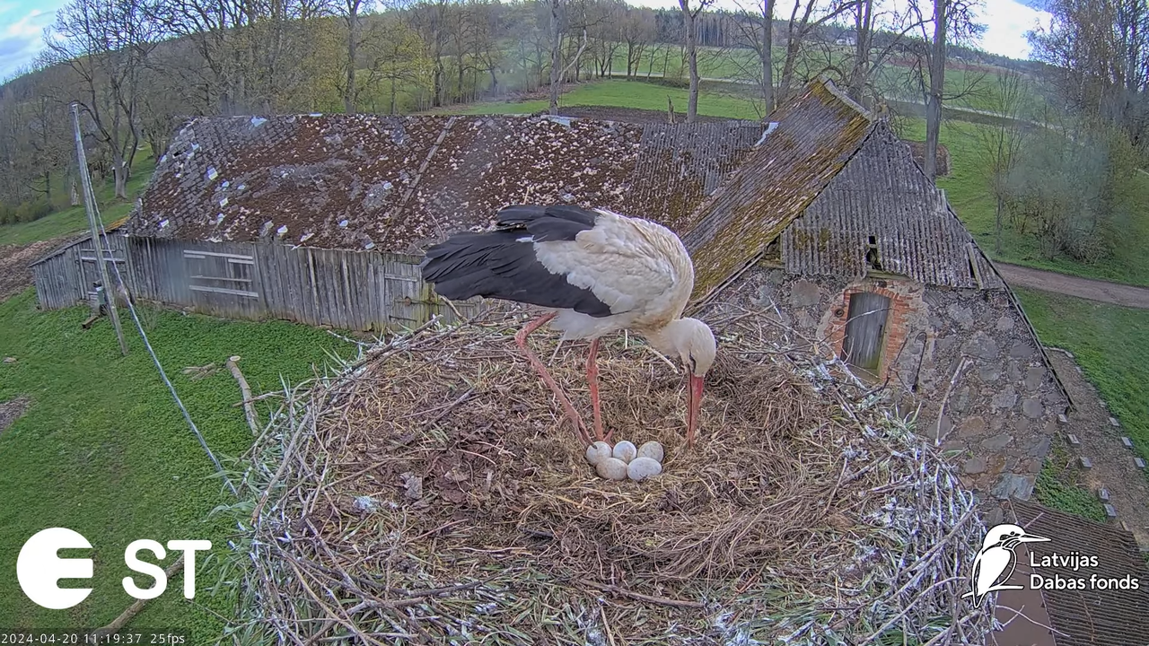Baltie stārķi (Ciconia ciconia) Tukuma novadā - LDF tiešraide __ White storks in Tukums, Latvia 15-4