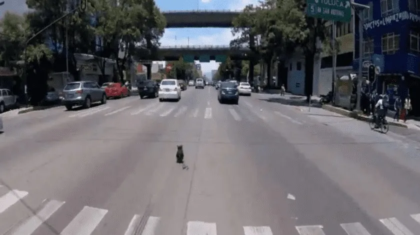 Héroe sin capa: Ciclista arriesga su vida para salvar a un perrito en la CDMX