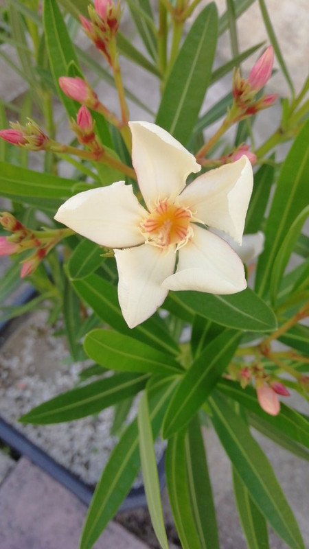 IMG_20220605_090818_593