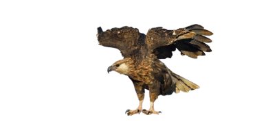 Madagascar Fish Eagle