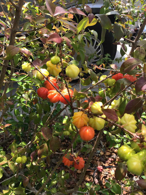 8E15A6AF-73DE-4572-9B2B-00E73C7AB298