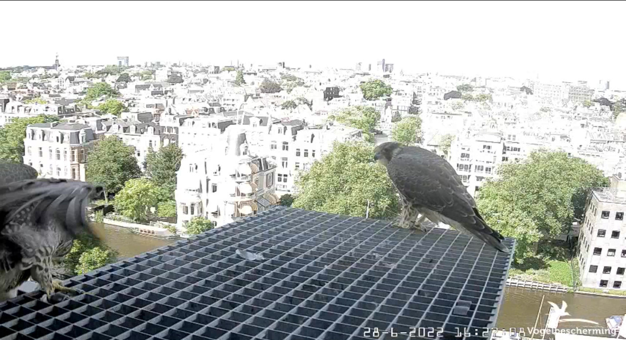 Amsterdam/Rijksmuseum screenshots © Beleef de Lente/Vogelbescherming Nederland - Pagina 34 Video-2022-06-28-162944-Moment-5