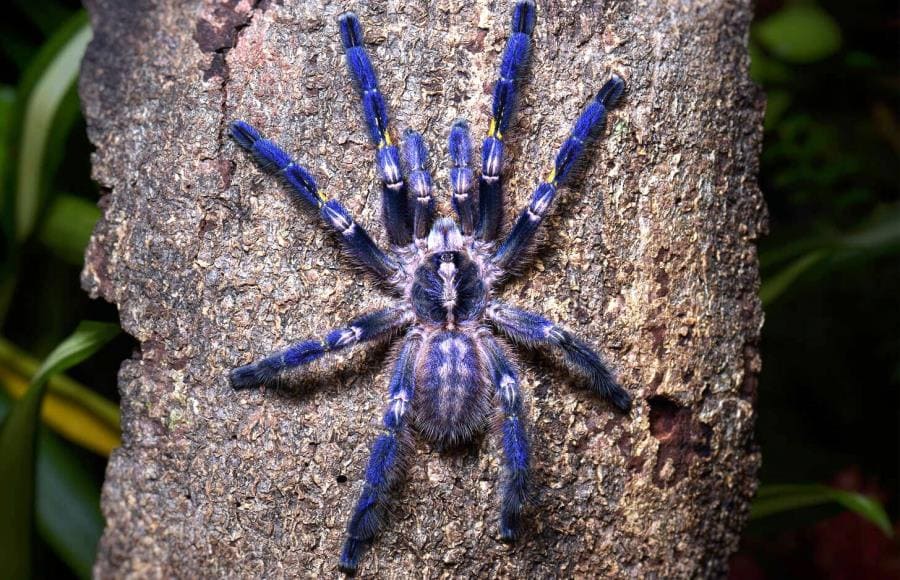 Интересные факты про Poecilotheria metallica - синий драгоценный паук Интересные факты про Poecilotheria metallica - синий драгоценный паук
