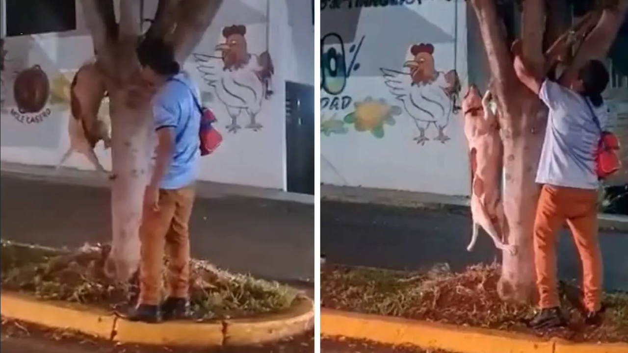 Ahorcó a su perro en Michoacán y juez lo obliga a ir al psicólogo por 6 meses