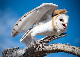 barn-owl.jpg