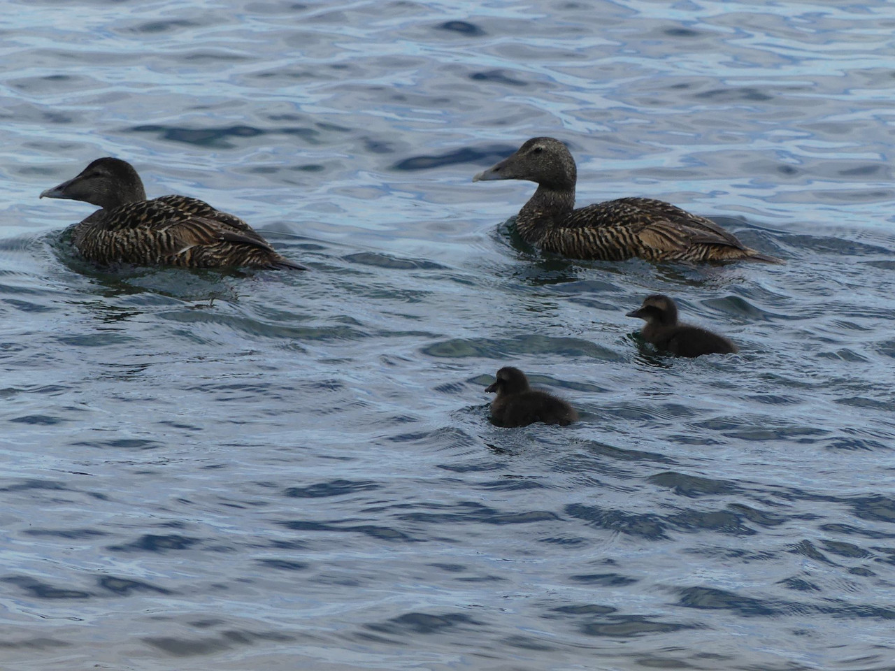 EIDER and YOUNG 2