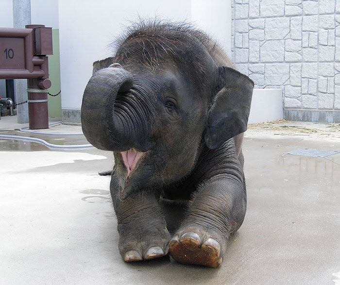 cute-baby-elephants-26-5900b6257ccea-700.jpg