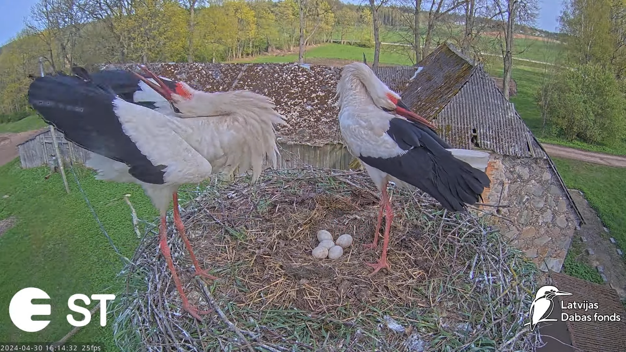 Baltie stārķi (Ciconia ciconia) Tukuma novadā - LDF tiešraide __ White storks in Tukums, Latvia 10-4