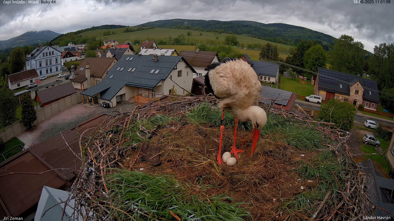 Tiešraides kamera — Mladé Buky — stārķa ligzda 4K 13-22-23 screenshot