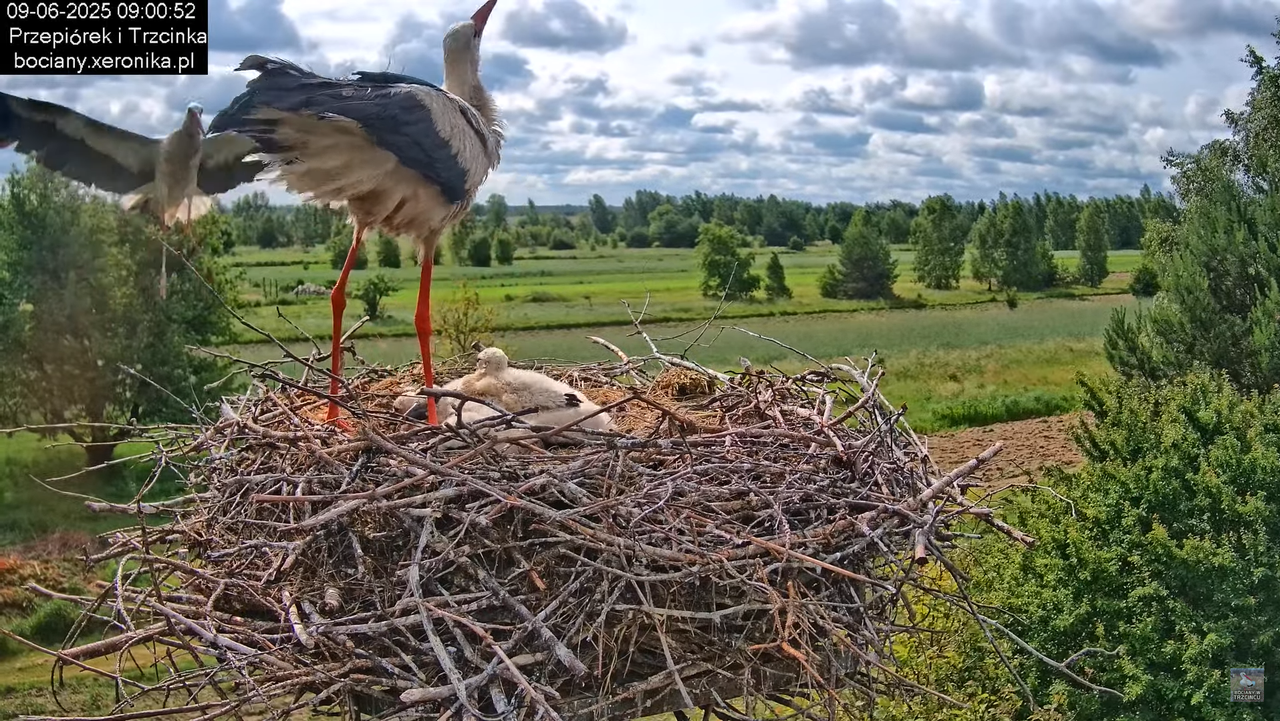 09062025bociany22
