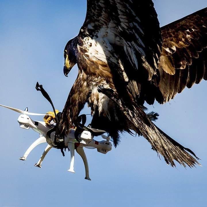 Drone