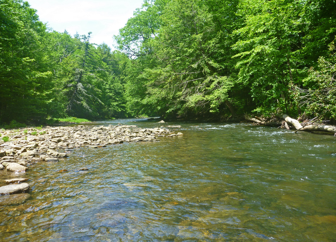 2024-06-01 Laurel Hill Creek 5