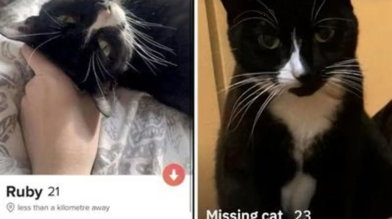 Pierde a su gatita y le abre perfil en Grindr para encontrarla