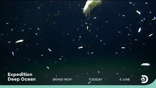 Discovery HD English (5)