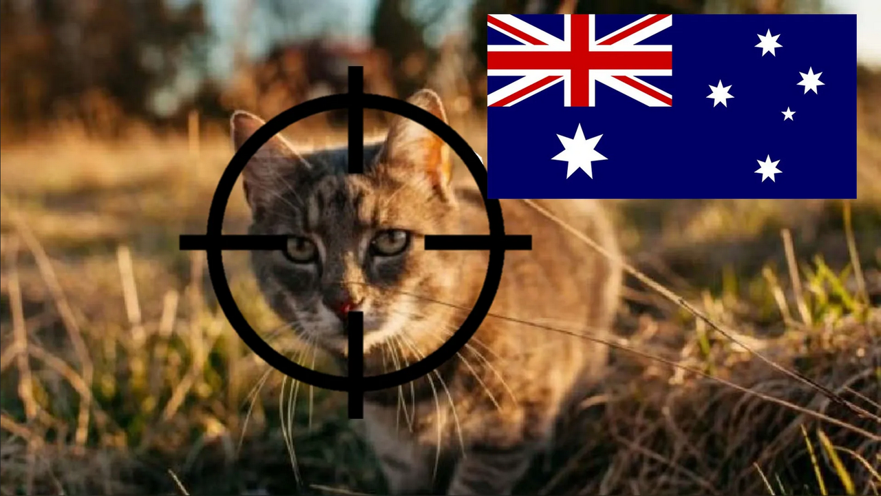 Australia hace polémico anuncio y ‘declara la guerra’ a los gatos