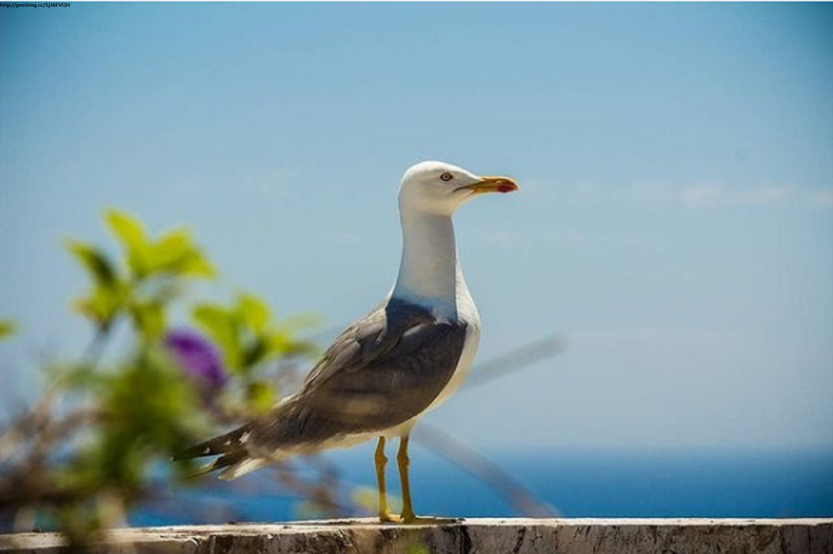 httppostimg.cc5jJ8FVQHScreenshot_2021-05-20 В круизе⚓🚢 no Instagram “Чайка - верный спутник круизов 