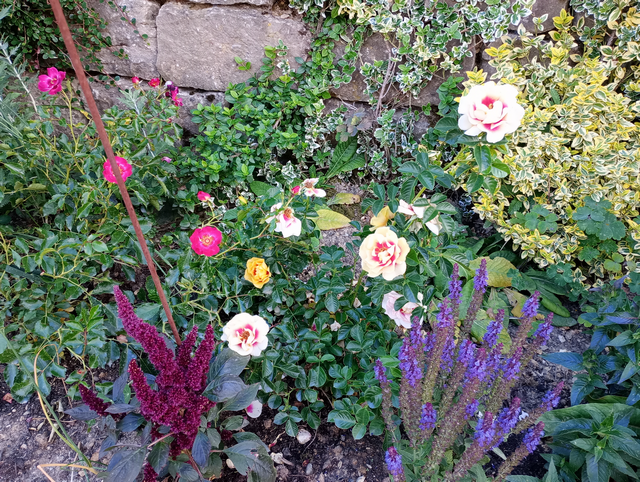 Rote und gelbe Rosenblüten