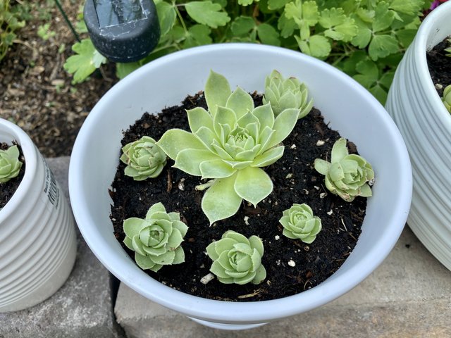 [Image: A7272-FB6-9-DDC-4380-A909-FFABBD8-C1236.jpg]