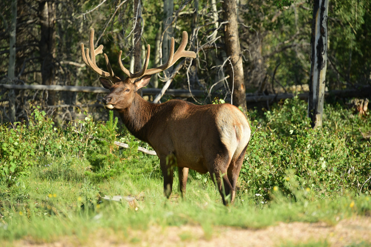 Parque Nacional de las Rockies - En ruta por Colorado (2022) (48)