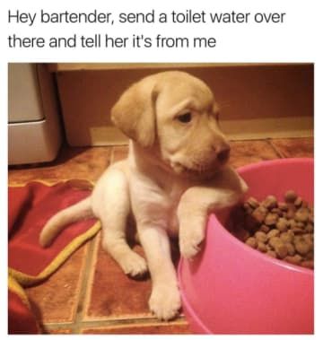 Dog-Bartendercd4ea2f6032125260.jpg