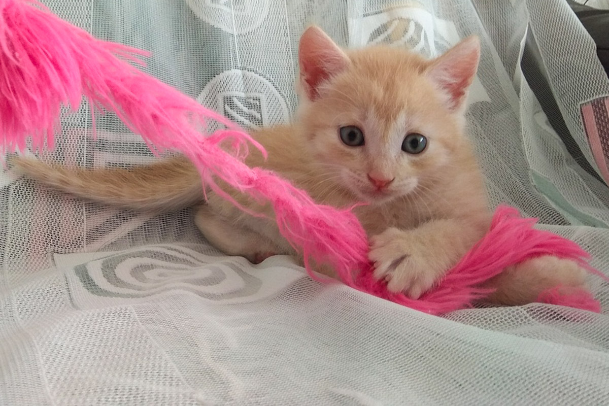 ?ыжикБелый1_7-1