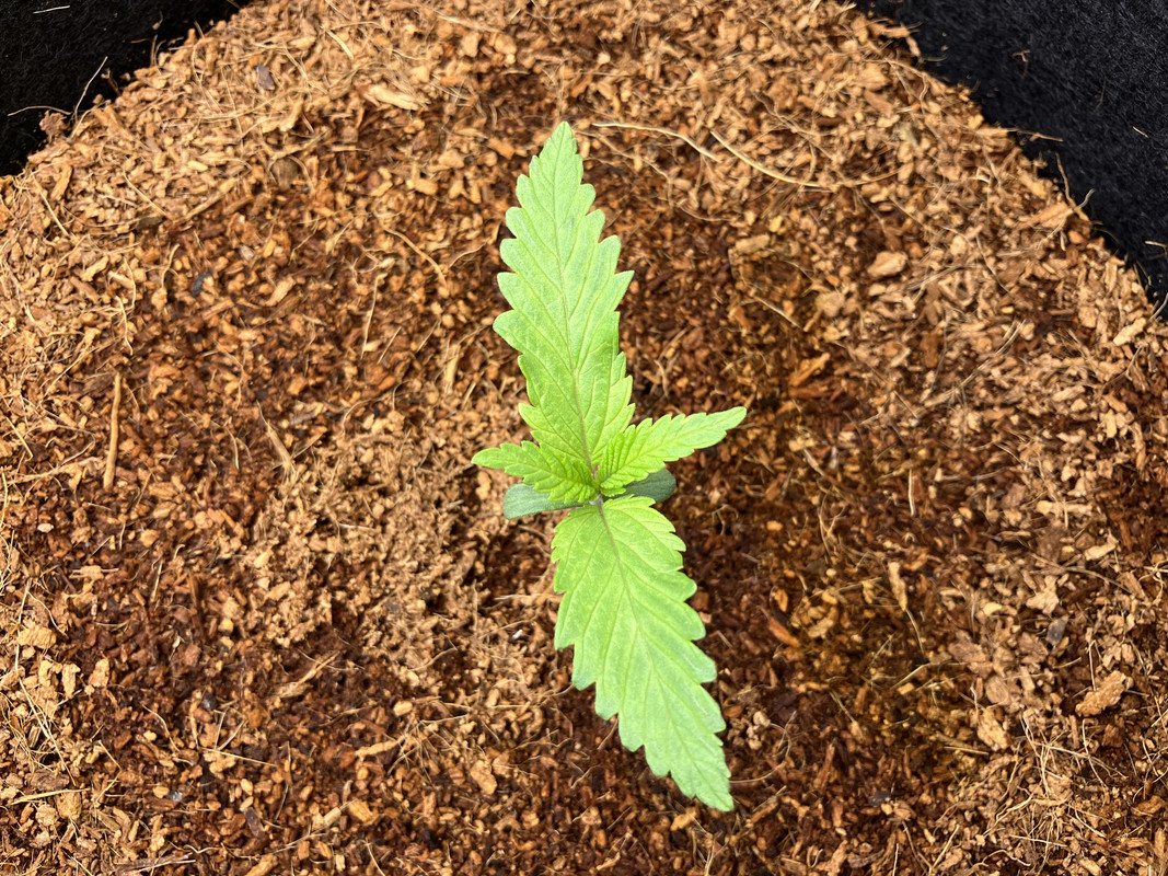 gIMG_1227(marzo 20  2023)