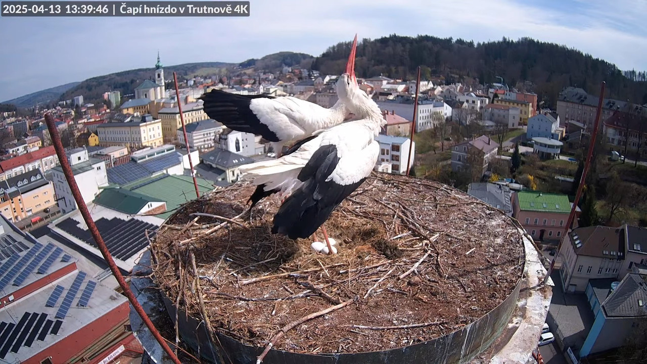 Tiešraidē no stārķa ligzdas uz alus darītavas skursteņa Trutnovā 9-17-57 screenshot
