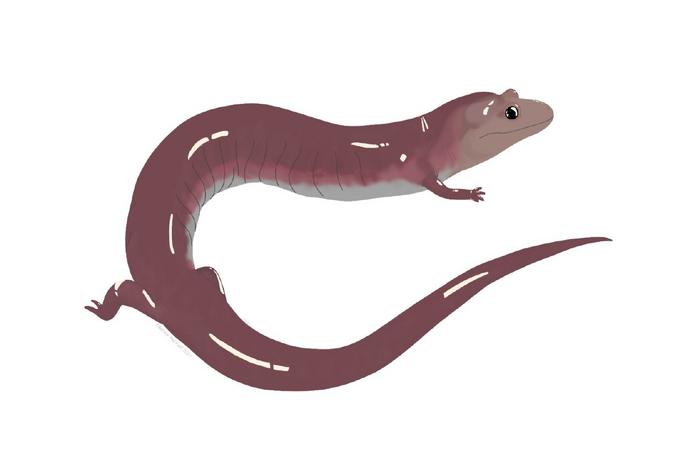 dynamognathus early pliocene