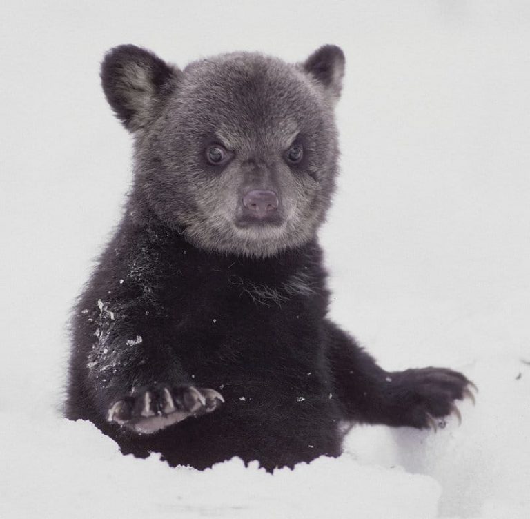 15 милых и очень недовольных детёнышей животных, которые явно не в духе