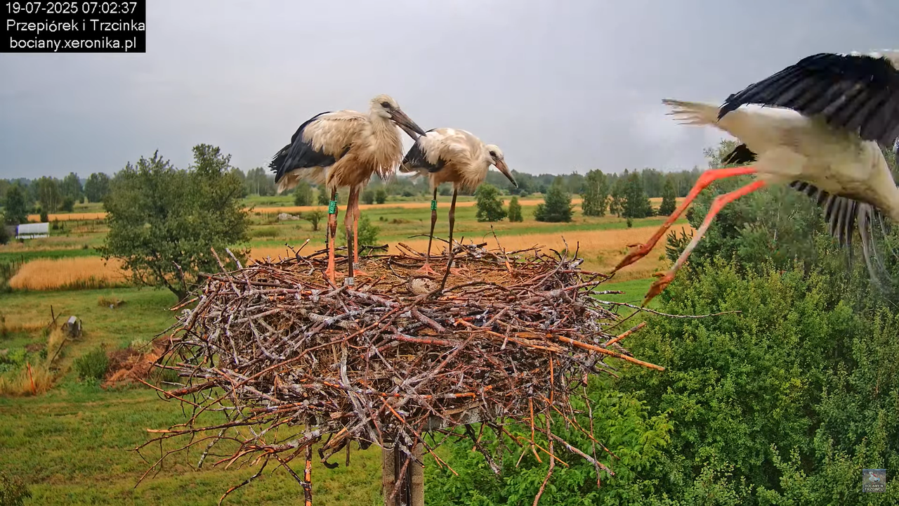 19072025bociany6