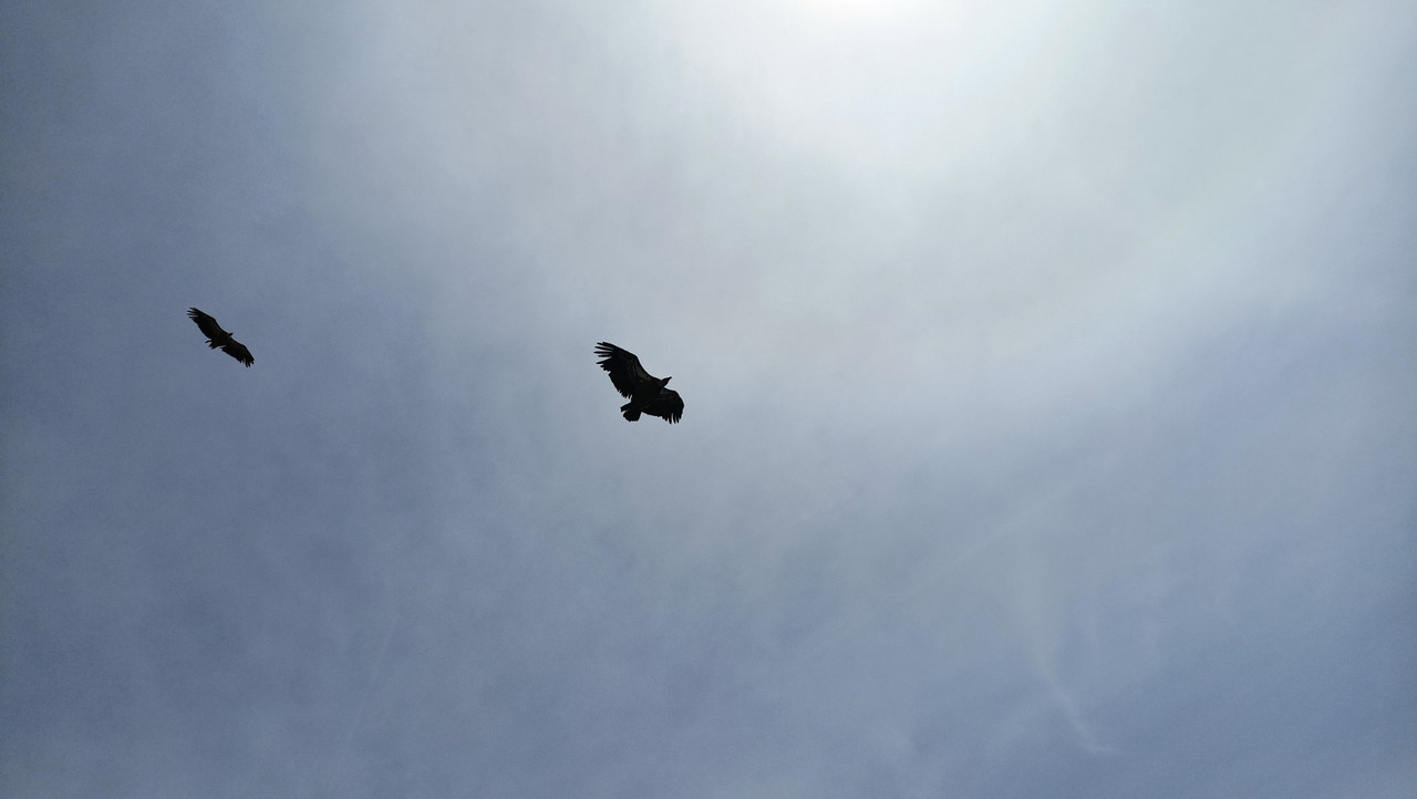 IMG20250804124237_01 (Large)