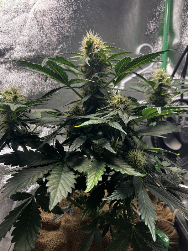 ECBA8AD2-1675-4249-99D2-7D1FA51CA97A