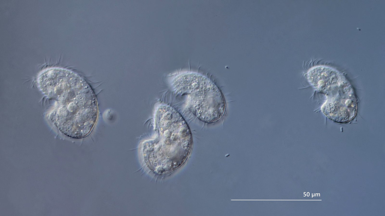 Colpoda 10 inflata Heutier L-Form (Foiss I-399) DIK 100 Faulwasser-Z7